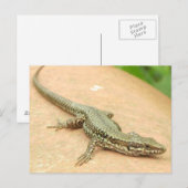 Tarjeta Postal Lagartija Briefkaart (Voorkant / Achterkant)