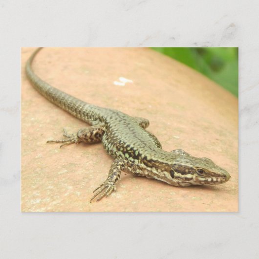 Tarjeta Postal Lagartija Briefkaart (Voorkant)