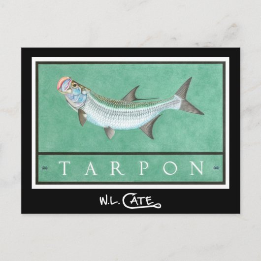 Tarpon Briefkaarten (Voorkant)