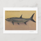 Tarpon Fish uit SW Coast of Florida Briefkaart (Voorkant)