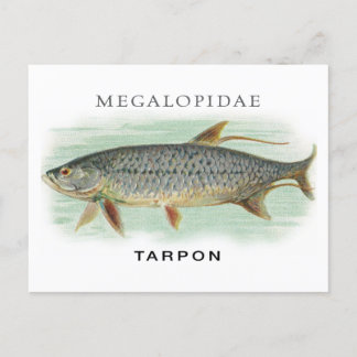 Tarpon Vist visillustratie met naam Briefkaart