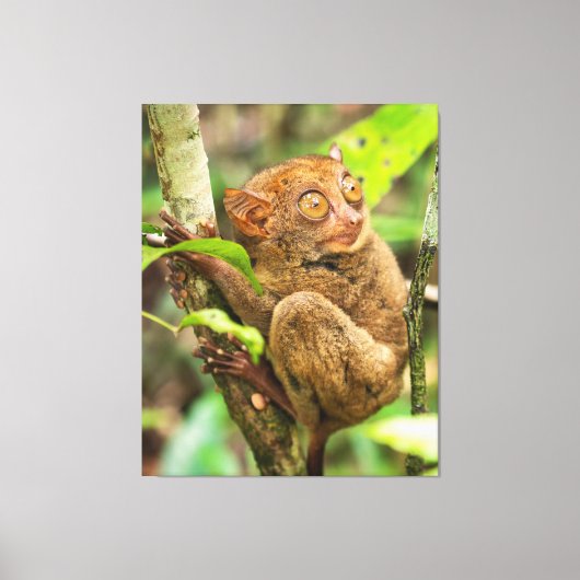 Tarsier Monkey Wildlife Leuk Dier Canvas Afdruk (Voorkant)