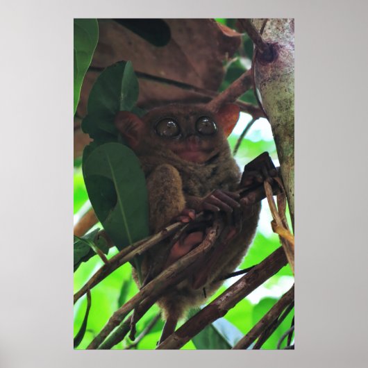 Tarsier Poster (Voorkant)