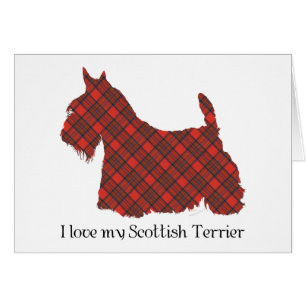 Tartan Hepburn Terrier Écossais