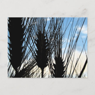 Tarwe en lucht 2012 briefkaart