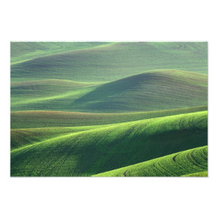 Tarwe komt op in de heuvels van de Palouse Foto Afdruk