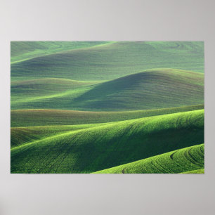 Tarwe komt op in de heuvels van de Palouse Poster