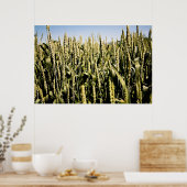 tarwe poster (Keuken)