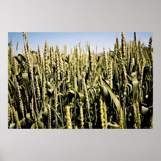 tarwe poster (Voorkant)