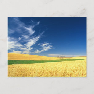 Tarweoogst op de Palouse in het oosten Briefkaart