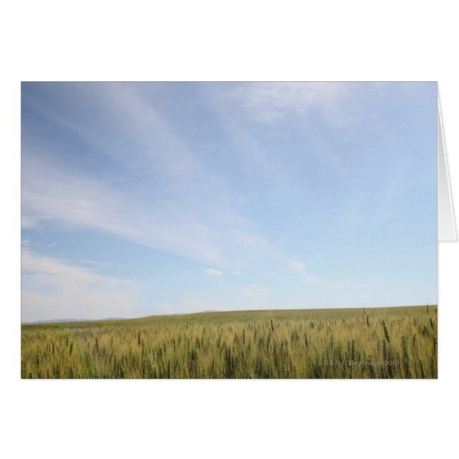 Tarweveld (Voorkant Horizontaal)