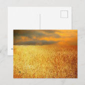 Tarweveld bij zonsondergang, briefkaart (Voorkant / Achterkant)