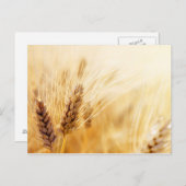 Tarweveld Briefkaart (Voorkant / Achterkant)