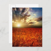 Tarweveld en zonsondergang briefkaart (Voorkant / Achterkant)