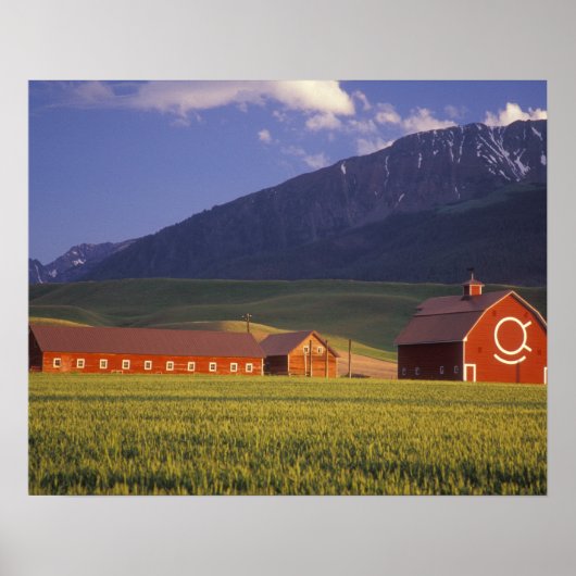 Tarweveld in de Wallowa-vallei, vlak buiten Poster (Voorkant)