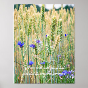Tarweveld met blauwe korenbloemen poster