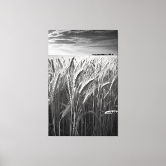 Tarweveld: Monochrome landelijke charme Canvas Afdruk