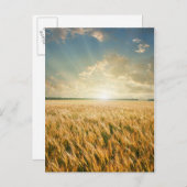 Tarweveld op zonsondergang briefkaart (Voorkant / Achterkant)