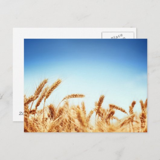 Tarweveld tegen blauwe hemel briefkaart (Voorkant / Achterkant)
