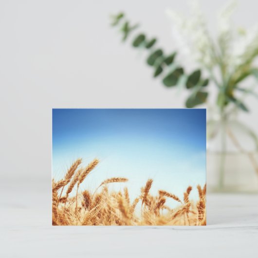 Tarweveld tegen blauwe hemel briefkaart (Staand voorkant)