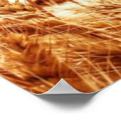 Tarweveld tegen blauwe hemel poster (Hoek)