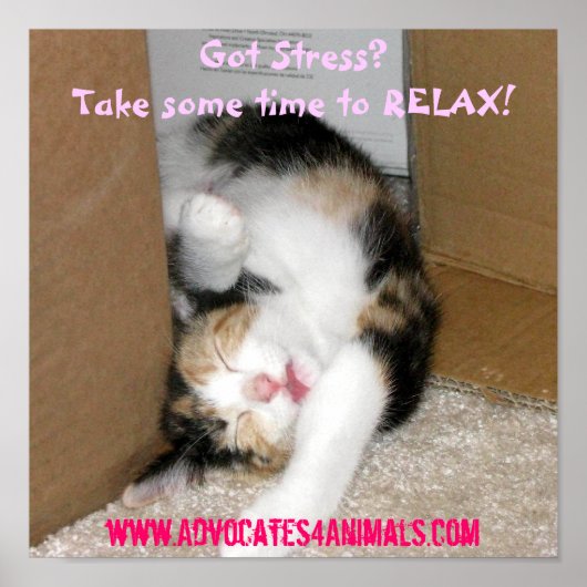 T'as du stress ? POSTER CUTE CUTE KITTEN (Devant)
