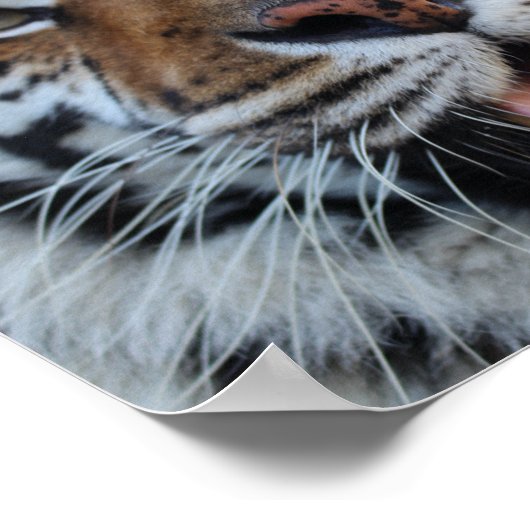 Tashara3 Poster (Hoek)