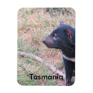 Tasmaans Flexible Magnet Magneet