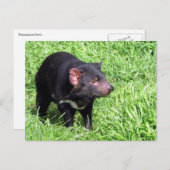 tasmaanse duivel australië briefkaart (Voorkant / Achterkant)