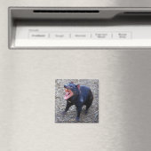 Tasmaanse duivelmagneet magneet (Insitu (Vaatwasser))