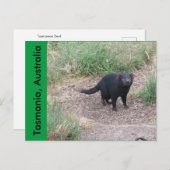 Tasmaanse-duivelse Briefkaart (Voorkant / Achterkant)