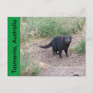 Tasmaanse-duivelse Briefkaart