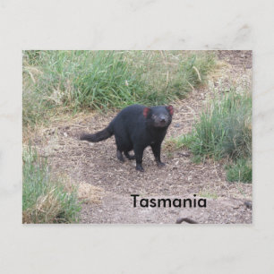 Tasmaanse-duivelse Briefkaart