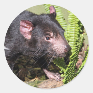 Tasmanian Devil, Australië Ronde Sticker