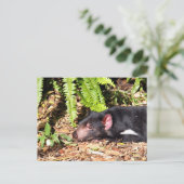 Tasmanian Devil Basking in the Sunlight Briefkaart (Staand voorkant)