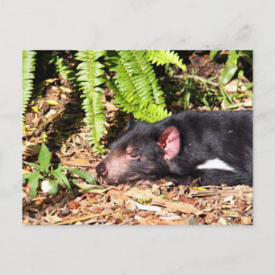 Tasmanian Devil Basking in the Sunlight Briefkaart