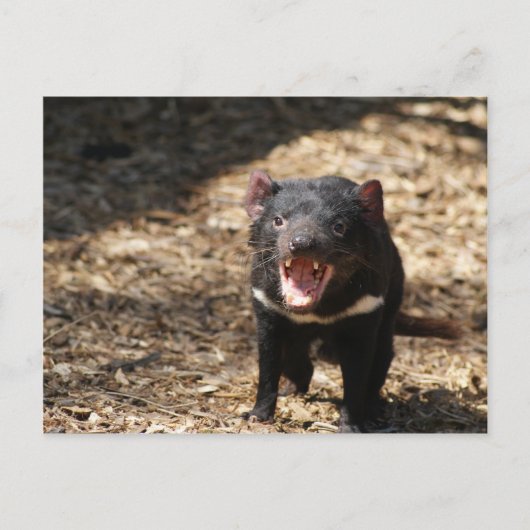 Tasmanian Devil Briefkaart (Voorkant)