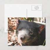 Tasmanian Devil Briefkaart (Voorkant / Achterkant)