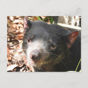 Tasmanian Devil Briefkaart