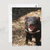 Tasmanian Devil Briefkaart (Voorkant / Achterkant)