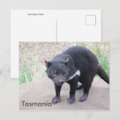 Tasmanian Devil Briefkaart (Voorkant / Achterkant)