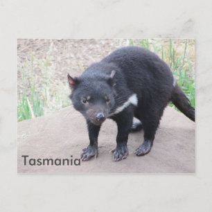 Tasmanian Devil Briefkaart
