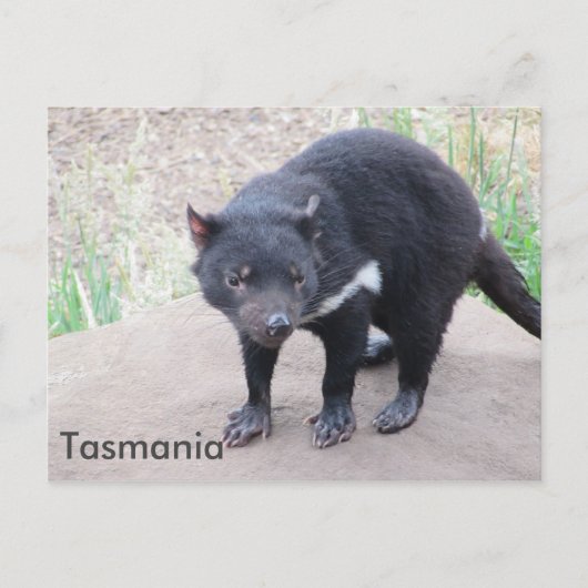 Tasmanian Devil Briefkaart (Voorkant)