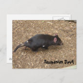 Tasmanian Devil Briefkaart (Voorkant / Achterkant)