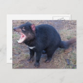 Tasmanian Devil - Briefkaart (Voorkant / Achterkant)