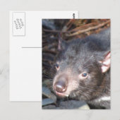 Tasmanian Devil Briefkaart (Voorkant / Achterkant)