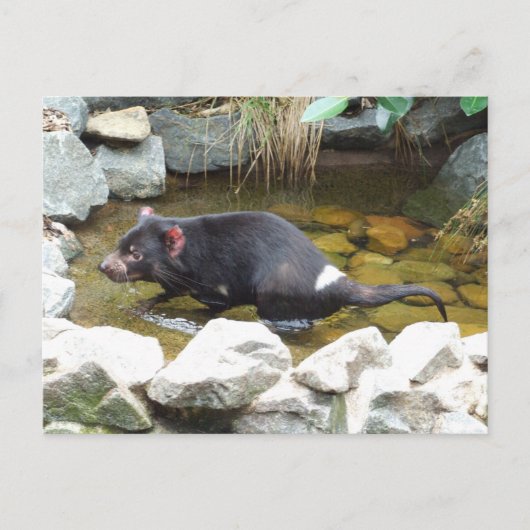 Tasmanian Devil Briefkaart (Voorkant)