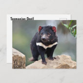 Tasmanian Devil Feestdagenkaart (Voorkant / Achterkant)