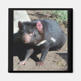Tasmanian Devil Magneet