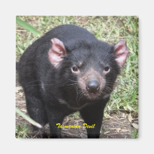 Tasmanian Devil Magneet